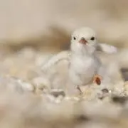 あお