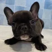 舜也