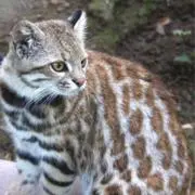 パジェロ・キャット