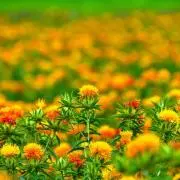 紅花の画像