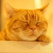 ynの画像