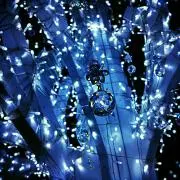 ルイボスの画像