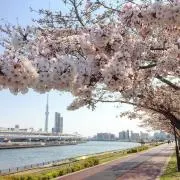 しましまの画像