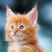 にゃんこの画像