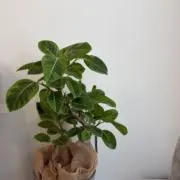 bullの画像