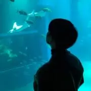 せ