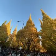 Daikonの画像