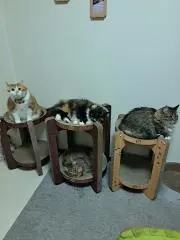 ダブルリボン(ベージュくまさん)わんちゃん猫ちゃん用首輪 - メルカリ