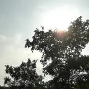 みー✳︎