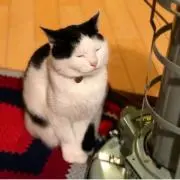 あの画像