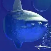 マンボウの画像