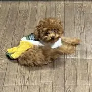 ちゃんぽん