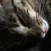 しまの画像