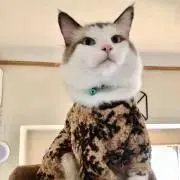 ルミハ