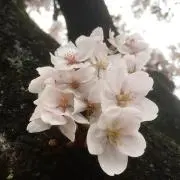 さくら坂ショップの画像