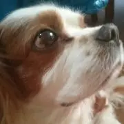 ぺろりんの画像