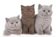 猫パパの画像