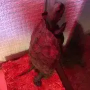 あゆ
