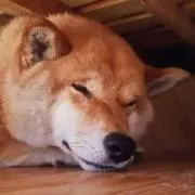 茶柴の画像