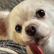 Shunの画像