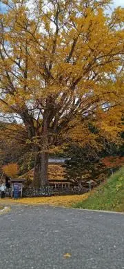 みかんの画像