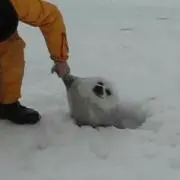 さかな