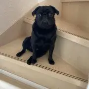 ヒコの画像