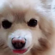 あやの画像