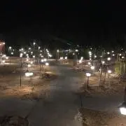 インディゴの画像