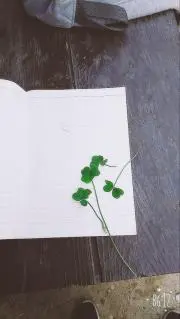 ひなの画像