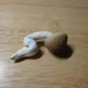 やな