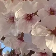ももの画像