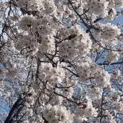 ミヤハナの画像