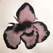 haruuの画像