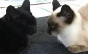 みーもの画像