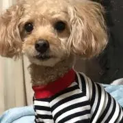 sora