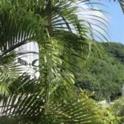 MIKEの画像