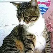 めぐ
