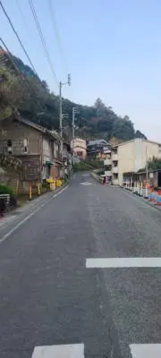 カモミール