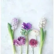 sakuの画像