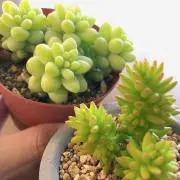 chunamon⸝⋆の画像