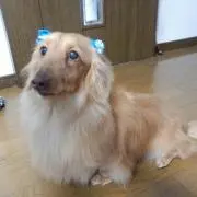 みみちゃんママ