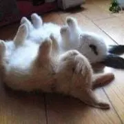 りょこの画像