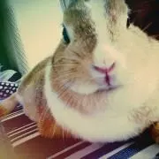こむぎの画像