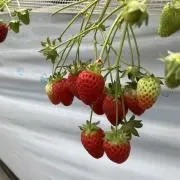 りり