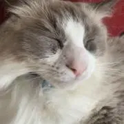 梨の画像