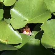 ONE（おん）☆の画像