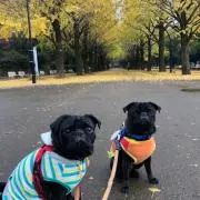 etsukoの画像