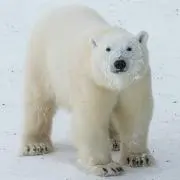 シロクマ