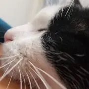 いたやん